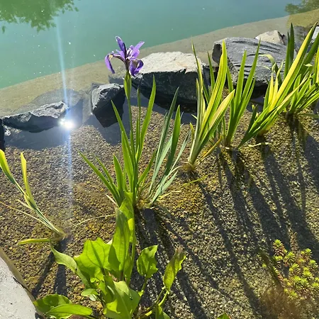 Am Dillich - Schwimmteich - Hunde Willkommen - Eigener Garten - Parkplatz Borken (Hessen)